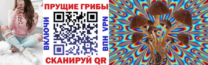площадка формула  Астрахань  Псилоцибиновые грибы мицелий  купить  цена 